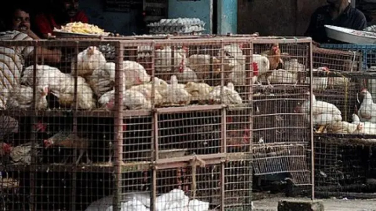 हजारीबाग में मीट और मुर्गा दुकानों पर बड़ी कार्रवाई की तैयारी